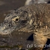 dragon_komodo_hsb_rinca_h_1150_kom2929.jpg